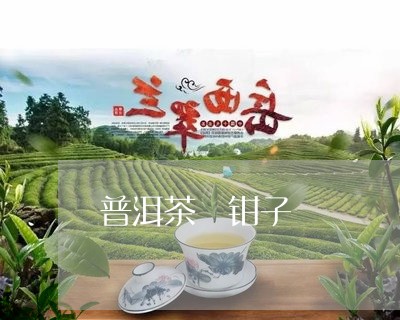 普洱茶 钳子/2023042825251